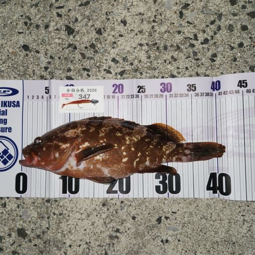 キジハタの釣果
