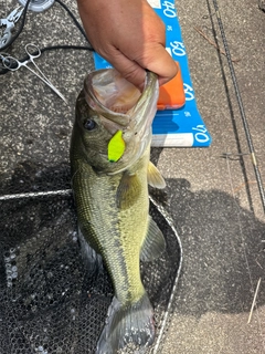 ラージマウスバスの釣果