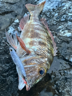 クチナジの釣果