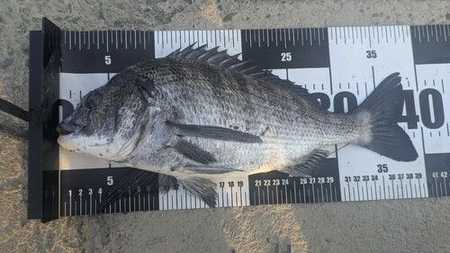 チヌの釣果