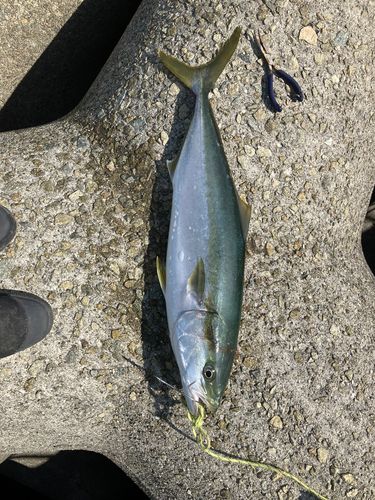 メジロの釣果