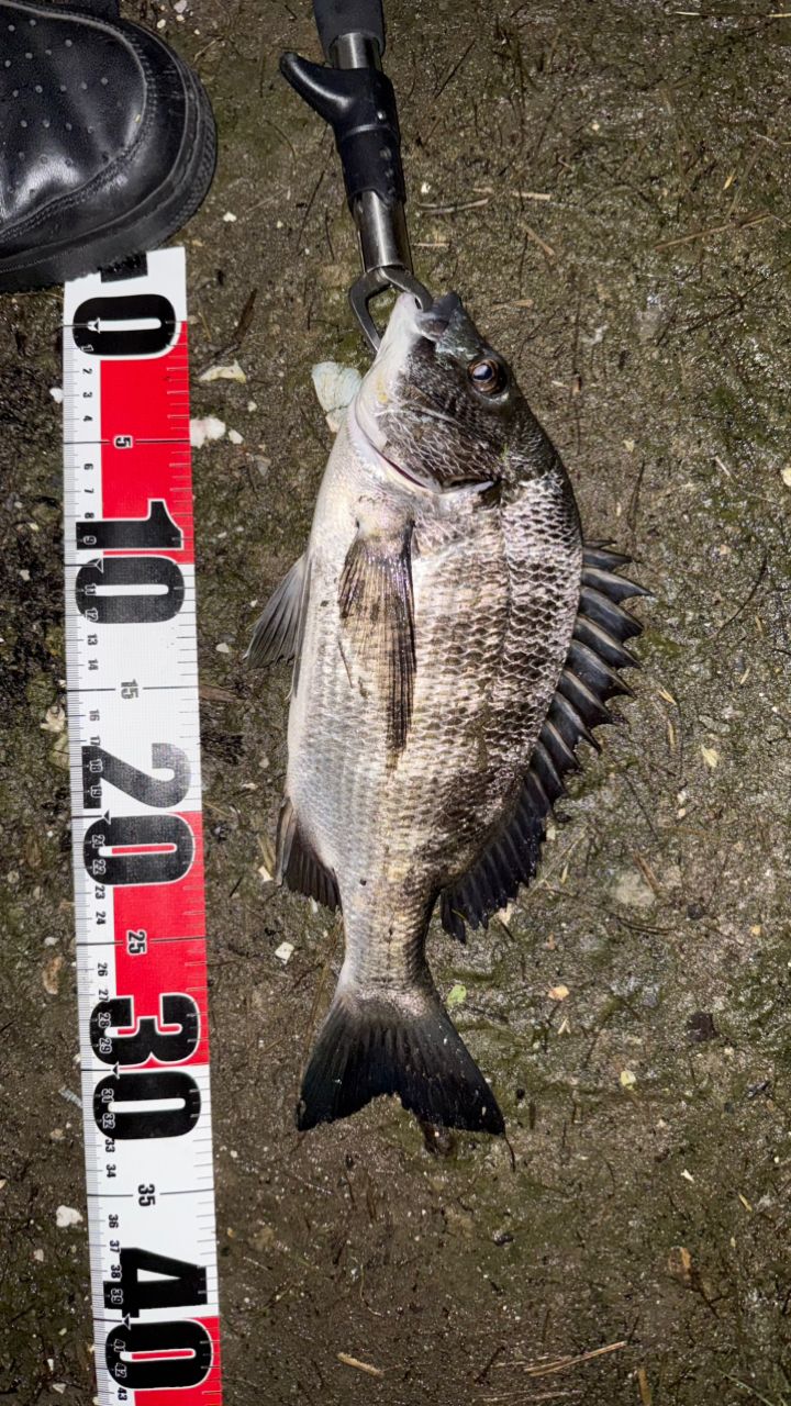 DAIWA 23シーバスフラット X 100Mの最安値・インプレ・釣果 | 本音の
