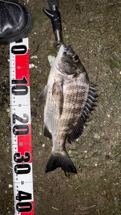 チヌの釣果