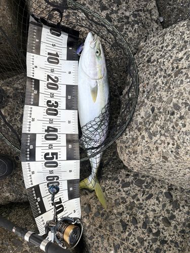釣果