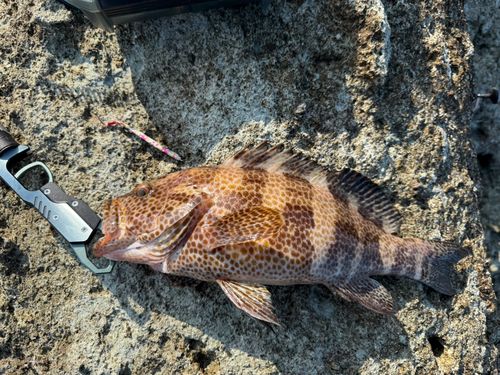 オオモンハタの釣果