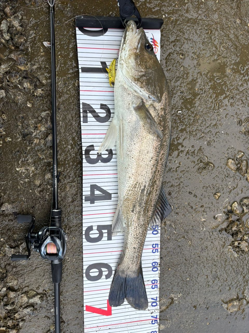 SHIMANO 23ディアルーナ B86Mの最安値・インプレ・釣果 | 本音の口コミ