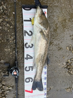 スズキの釣果