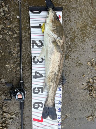 スズキの釣果