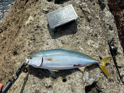 ワラサの釣果
