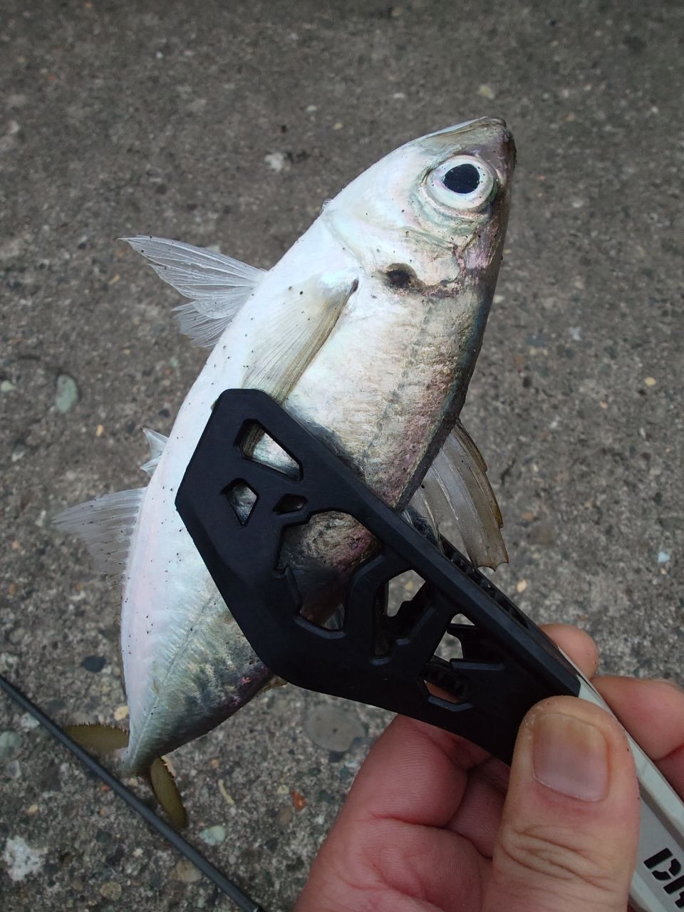 SHIMANO 19ソアレ BB アジング S610L-Sの最安値・インプレ・釣果