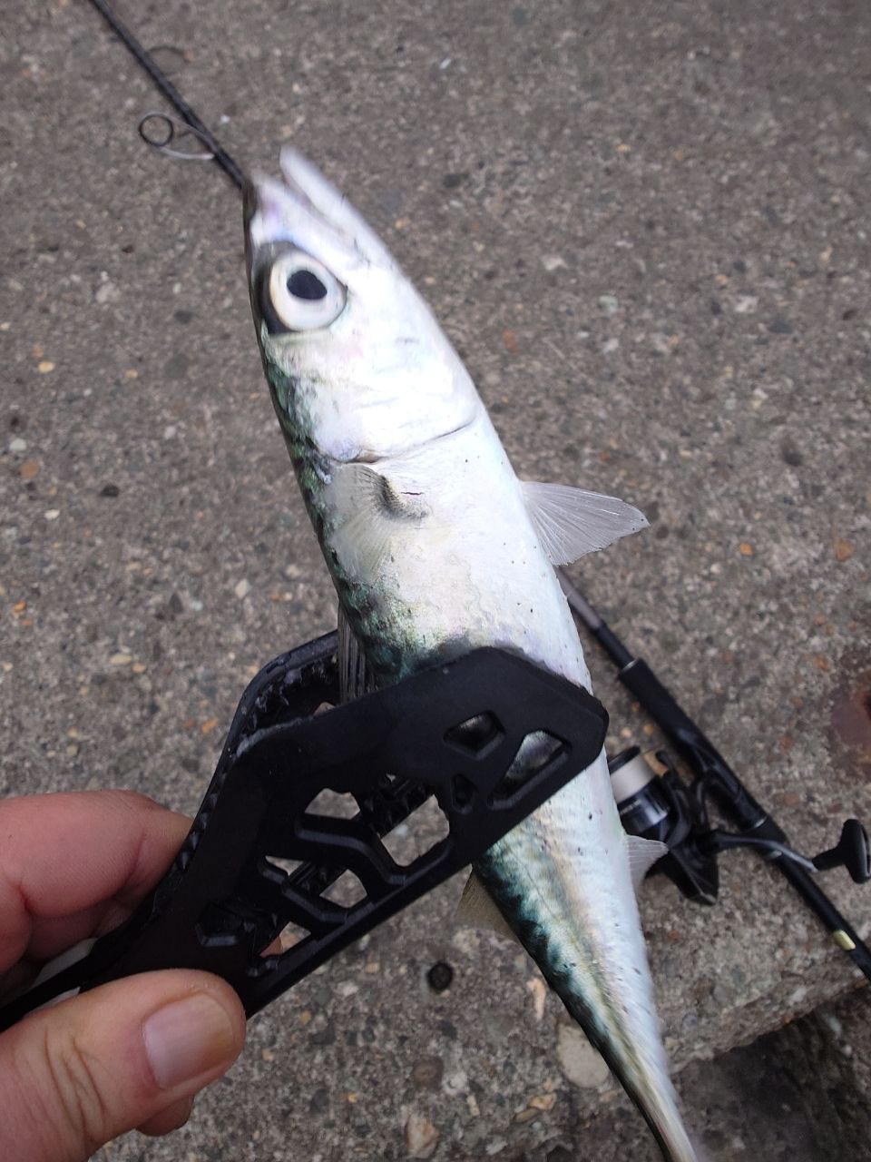 SHIMANO 18ディアルーナ S106Mの最安値・インプレ・釣果 | 本音の