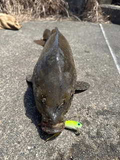 コイの釣果