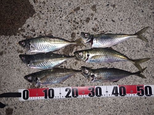 アジの釣果