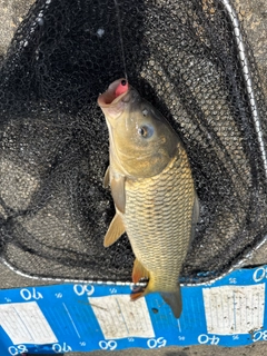 コイの釣果