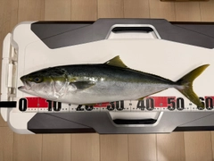 ワラサの釣果
