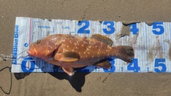 キジハタの釣果