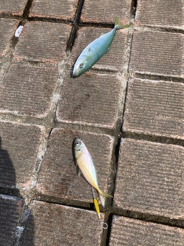 ワカシの釣果
