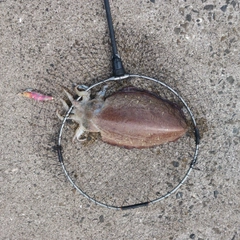 モンゴウイカの釣果