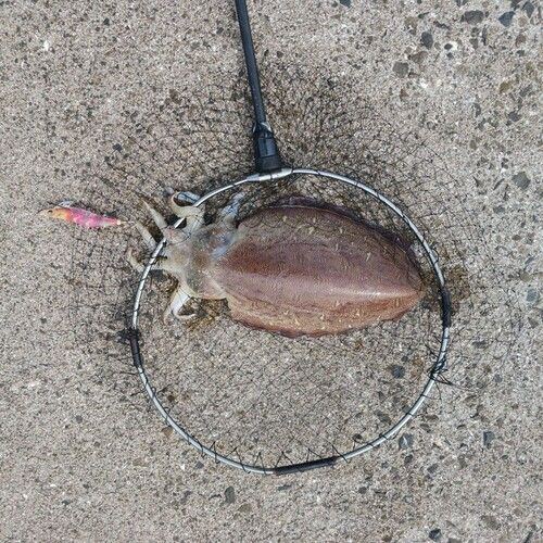 モンゴウイカの釣果