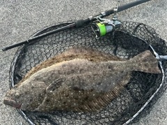 ヒラメの釣果