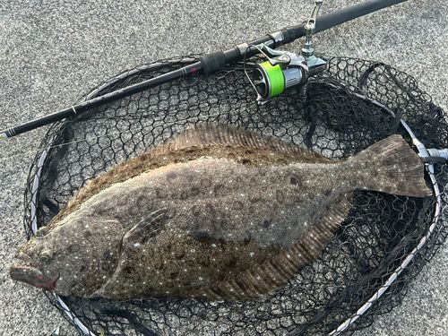 ヒラメの釣果