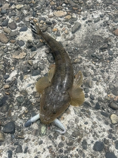 マゴチの釣果