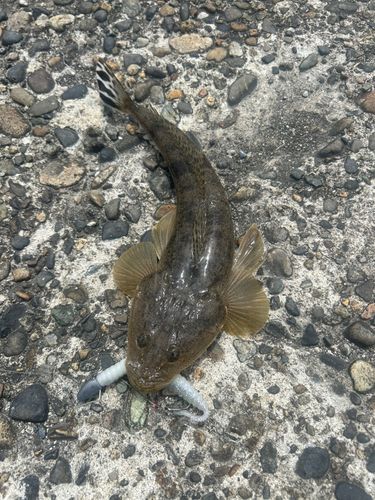 マゴチの釣果