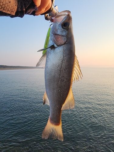 セイゴ（ヒラスズキ）の釣果