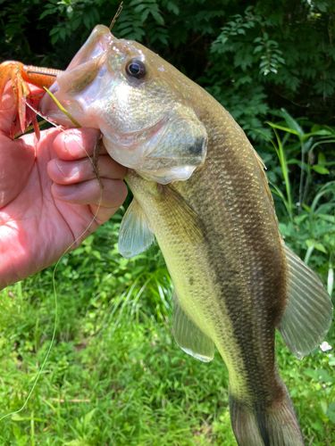 ラージマウスバスの釣果