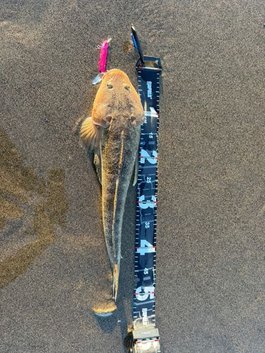マゴチの釣果