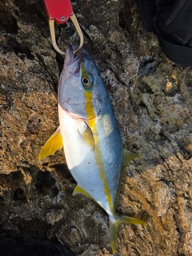 ヒラマサの釣果