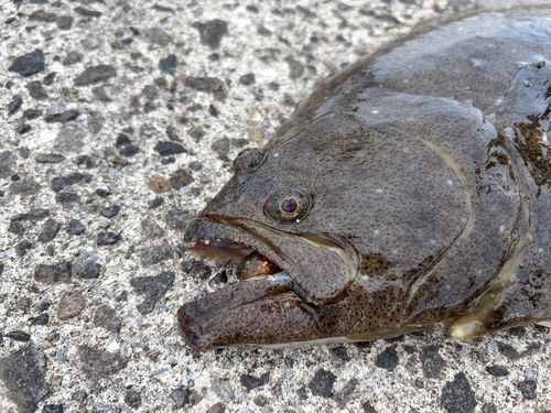 ヒラメの釣果