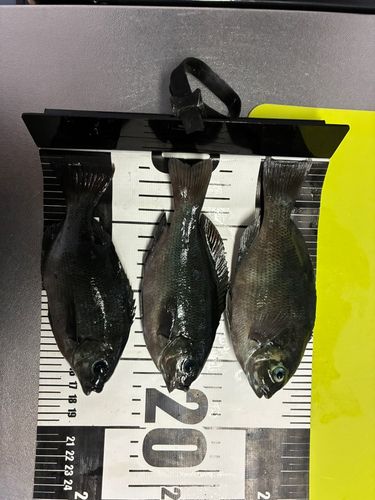 メジナの釣果