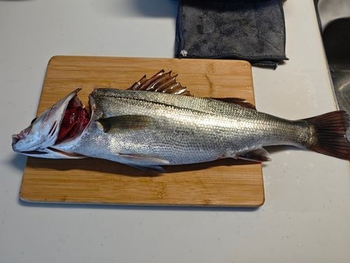 ハネ（マルスズキ）の釣果