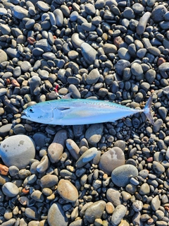 ソウダガツオの釣果