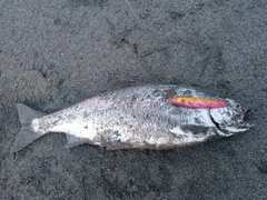 サクラマスの釣果