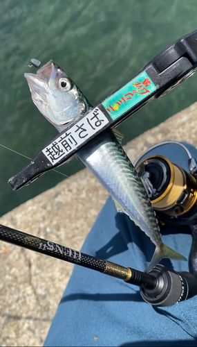 サバの釣果