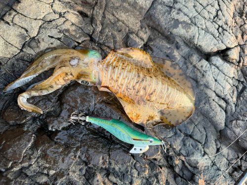 アオリイカの釣果