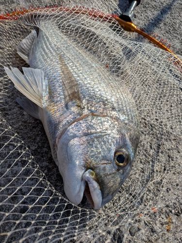 ヘダイの釣果