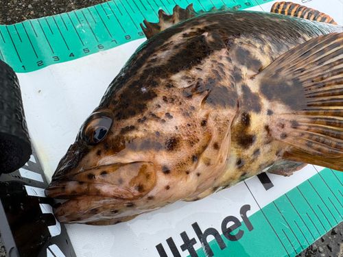 タケノコメバルの釣果