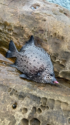 イシガキダイの釣果