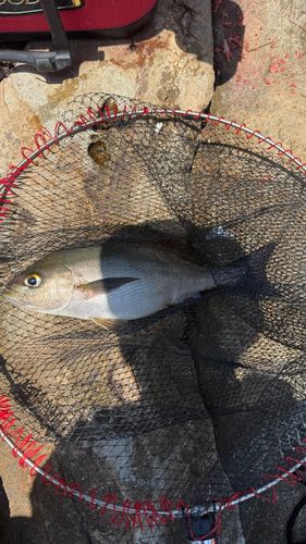 イサキの釣果