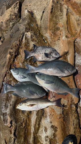 クチブトグレの釣果