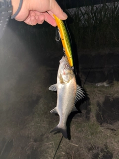 セイゴ（タイリクスズキ）の釣果