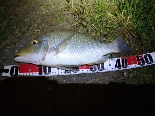 タマンの釣果