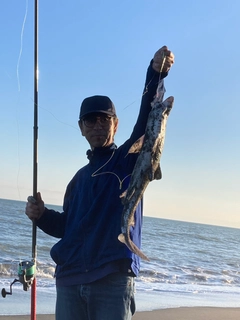 サメの釣果
