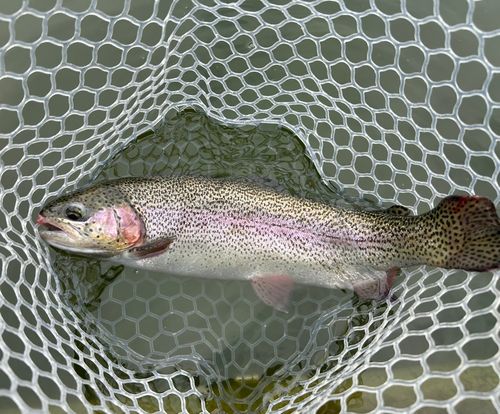 トラウトの釣果・釣り情報まとめ【2026年最新】 - アングラーズ | 釣果