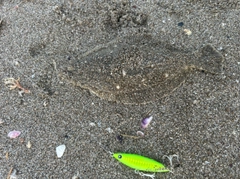 ヒラメの釣果