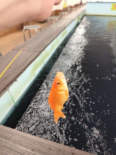 ヘラブナの釣果