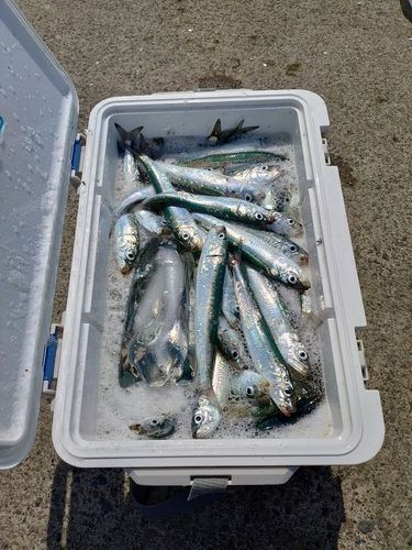 マイワシの釣果